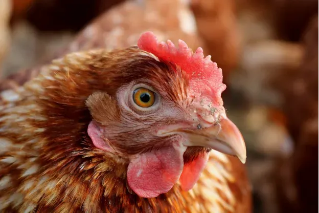 Urządzenia do patroszenia drobiu